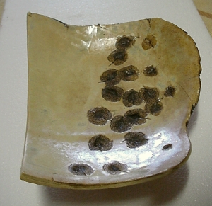 MVC-447F kl.jpg (71489 Byte)