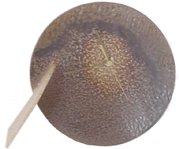 uhr 4.gif (69309 Byte)